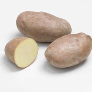 Pomme de terre Sarpo Mira