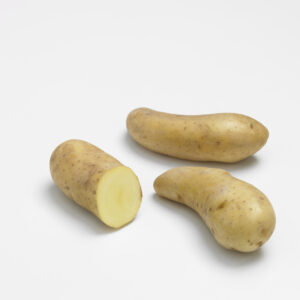 Pomme de terre ratte