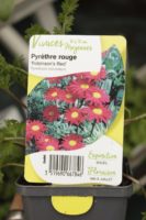 Pyrethre Rouge Robinsons Red Pyrethrum Coccineum Vivaces Jardi Pradel