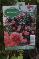 Rosier Grimpant Alibaba Chewalibaba 2