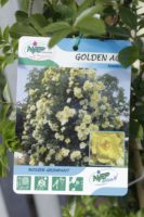 Rosier Grimpant Golden Age 2