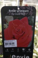 Rosier Grimpant Le Grand Huit 2