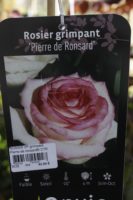 Rosier Grimpant Pierre de Ronsard 1