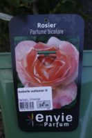 Rosier Parfume Bicolore Isabelle Autissier 2
