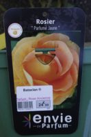 Rosier Parfume Jaune Bataclan 2