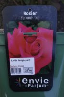 Rosier Parfume Rose Lolita Lempicka 1