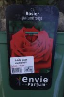 Rosier Parfume Rouge Jubile Papa Meilland 1