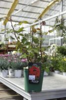 Rosier Parfume rouge Ingrid Bergman 1