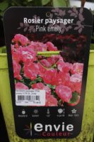 Rosier Paysager Pink Emely 2