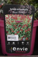 Salvia Microphylla Royal Bumble 2