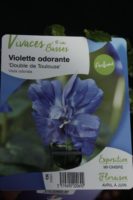Violette Odorante Double de Toulouse 2