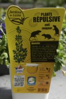 Absinthe plante repulsive rongeur 1 Jardi Pradel Luchon