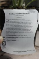 Artichaut violet Amethyste F1 plant 1 Jardi Pradel Luchon