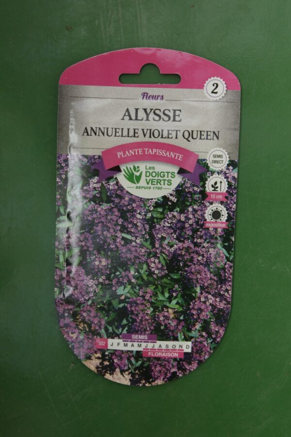 Graines annuelle violet queen Doigts Verts Jardipradel 2