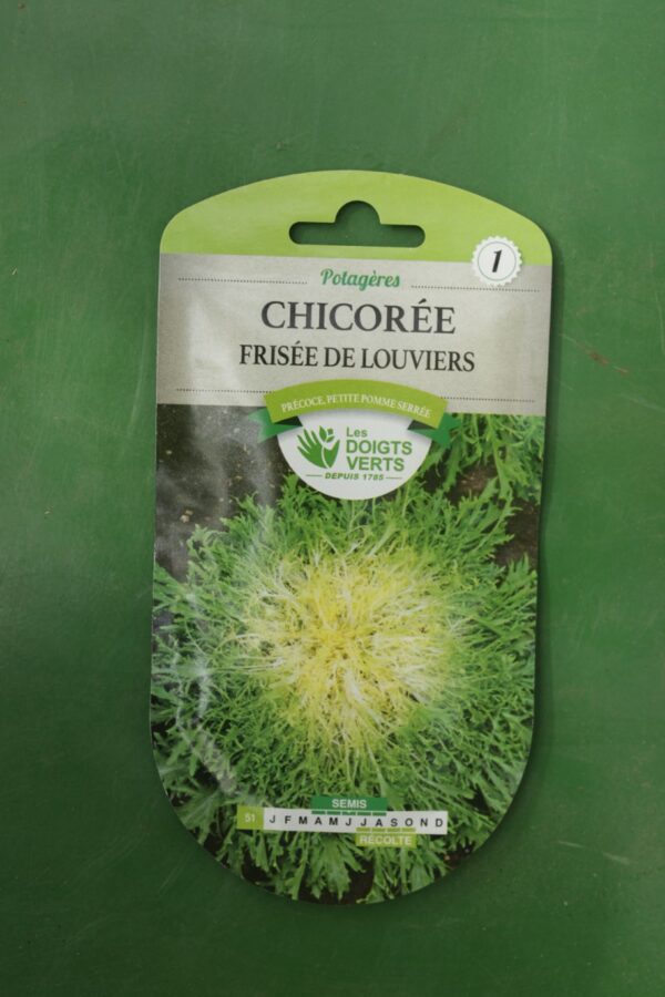 Graines chicoree frisee de louviers Doigts Verts Jardipradel 2