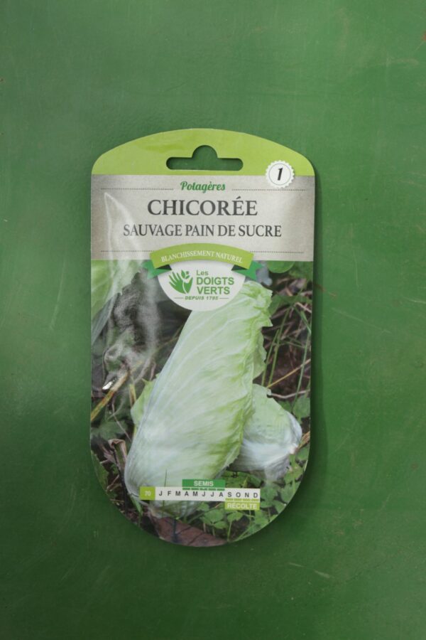 Graines chicoree sauvage pain de sucre Doigts Verts Jardipradel 2