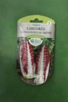 Graines chicoree sauvage rouge de trevise Doigts Verts Jardipradel 2