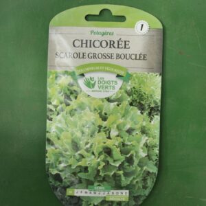 Graines chicoree scarole grosse bouclee Doigts Verts Jardipradel 2