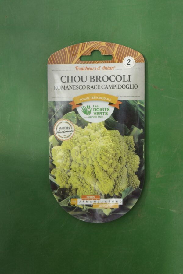 Graines chou brocoli romanesco race campidoglio Doigts Verts Jardipradel 2