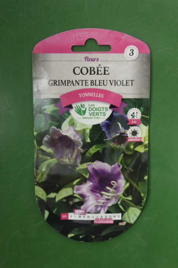 Graines cobee grimpante bleu violet Doigts Verts Jardipradel 2