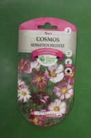 Graines cosmos sensation picotee Doigts Verts Jardipradel 2