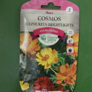 Graines cosmos sulphureus brgightlights Doigts Verts Jardipradel 2