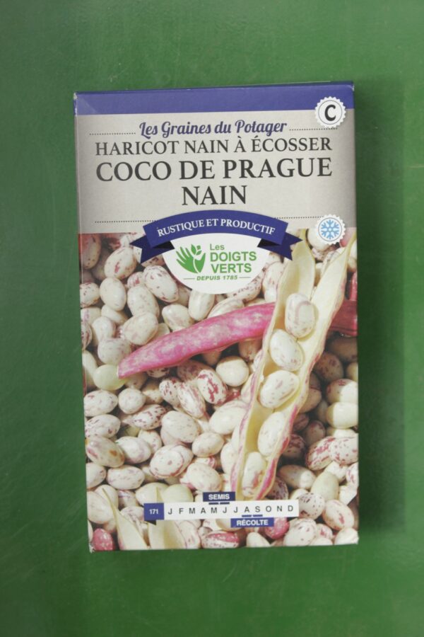 Graines haricot nain a ecosser coco de prague nain Doigts Verts Jardipradel 2