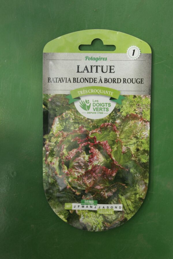 Graines laitue batavia blonde a bord rouge Doigts Verts Jardipradel 2