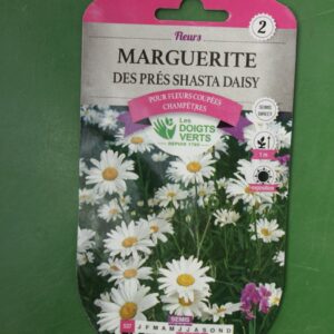 Graines marguerite des pres shasta daisy Doigts Verts Jardipradel 2