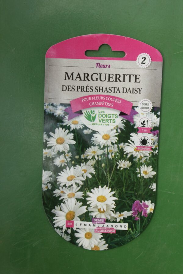 Graines marguerite des pres shasta daisy Doigts Verts Jardipradel 2