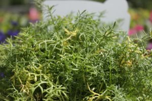 Matricaire camomille plante hote insectes 1 Jardi Pradel Luchon