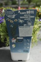 Matricaire camomille plante hote insectes 2 Jardi Pradel Luchon