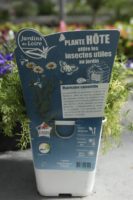 Matricaire camomille plante hote insectes 2 Jardi Pradel Luchon