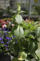 Plectranthus caninus plante repulsive chiene t chat 2 Jardi Pradel Luchon