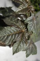 Ricin Plante repulsive taupes 4 Jardi Pradel Luchon