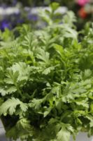 Tanaisie Plante repulsive doryphores 4 Jardi Pradel Luchon