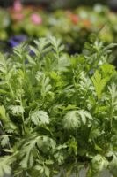 Tanaisie Plante repulsive fourmis 1 Jardi Pradel Luchon