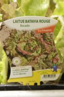 Laitue batavia rouge 1