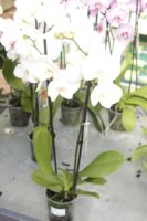 Phalaenopsis blanc 2 branches orchidee JardiPradel Jardinerie Bagneres de Luchon 8