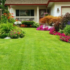 Plantes du jardin
