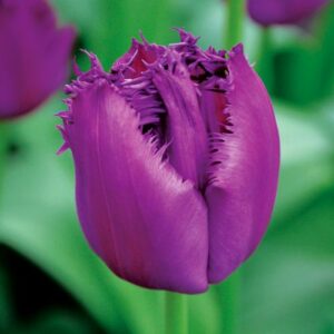 tulipe dentelle curly sue Jardi Pradel