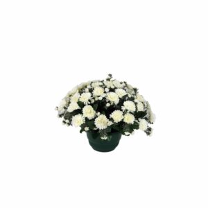 Coupe Chrysantheme blanc