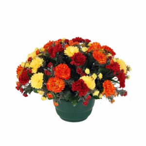 Coupe Chrysantheme jaune orange rouge FC2060 J OR RG