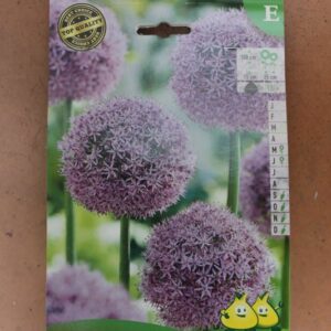 1-allium-ail-Gladiator-2-Bulbes-fleuris-Jardi-Pradel-Jardinerie-Luchon