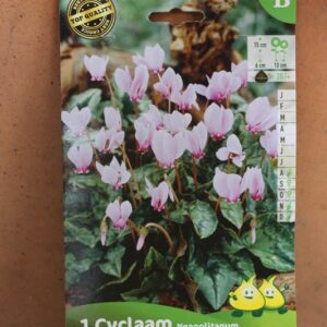 1-cyclamen-Neapolitanum-2-Bulbes-fleuris-Jardi-Pradel-Jardinerie-Luchon