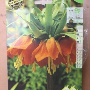 1-fritillaria-Rubra-Maxima-2-Bulbes-fleuris-Jardi-Pradel-Jardinerie-Luchon