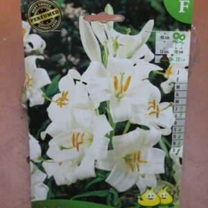 1-lilium-lys-Candidum-2-Bulbes-fleuris-Jardi-Pradel-Jardinerie-Luchon