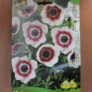 10-anemone-de-Caen-Bicolor-2-Bulbes-fleuris-Jardi-Pradel-Jardinerie-Luchon