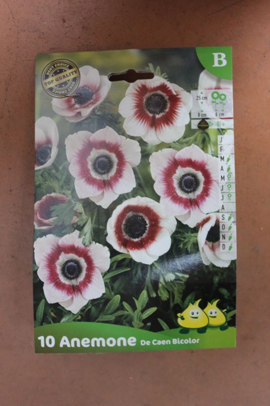 10-anemone-de-Caen-Bicolor-2-Bulbes-fleuris-Jardi-Pradel-Jardinerie-Luchon
