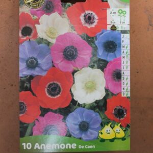 10-anemones-de-Caen-1-Bulbes-fleuris-Jardi-Pradel-Jardinerie-Luchon